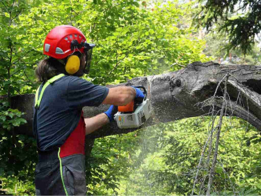 Gehölzpflegearbeiten